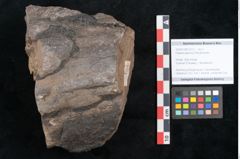 Foto (Objekt + Etikett) von Haastia speciosa Ettingshausen (NHMW-GEO-2024-0188-10212)